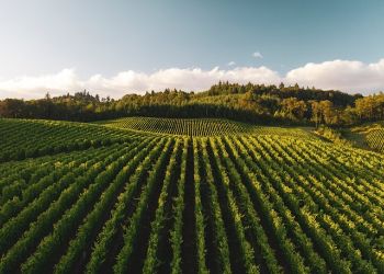 dan meyers 0agtpoaarte unsplash (1)